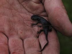 Natur Tiere Alpen salamander Pflanzen Alm Berge Nockberge