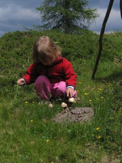 Natur erleben wandern Pilze Schwammerl Kinder Pflanzen Berge Alm