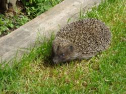 Tiere Bauernhof Landwirtschaft Ernte