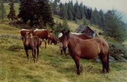 Alm Pferde Kühe Tiere Nockalm Nockberge Almhütte