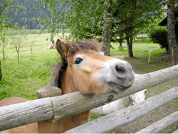 Pferde Ponny reiten Tiere Streichelzoo 