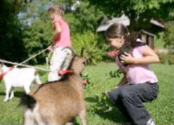 Streicheltiere Kuscheltiere Streichelzoo Kleintiere Zwergziege Tiere  