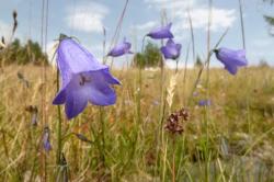 Glockenblumen